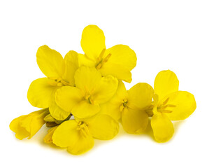 Rapeseed  flowers