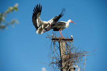 Two white storks in the nest against blue sky