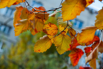 Nice autumn leawes with raindrops macro nature photo