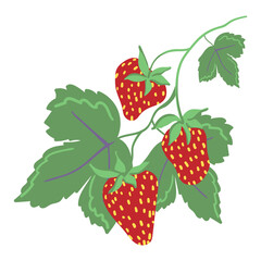 Hand drawn wild berries on a branch with leaves on a white background isolated.