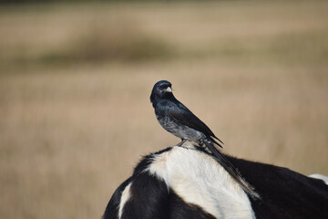 Beautiful Indian Birds wallpaper