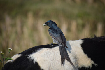 Fototapeta premium Beautiful Indian Birds wallpaper