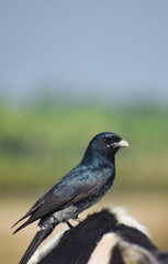 Beautiful Indian Birds wallpaper