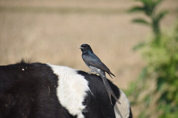 Beautiful Indian Birds wallpaper