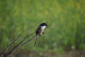 Beautiful Indian Birds wallpaper