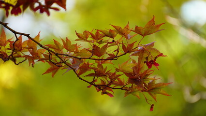 紅葉