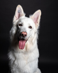 white swiss shepherd on a black background