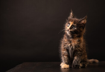 maine coon kitten on a black background