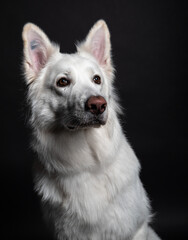 white swiss shepherd on a black background