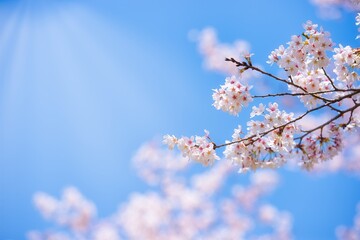 Sakura cherry blossom blooming in the wind in blue sky and sun light in Spring, Japan