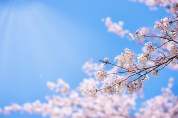 Sakura cherry blossom blooming in the wind in blue sky and sun light in Spring, Japan