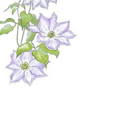 夏の青い花　クレマチス　単品2