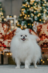 Fototapeta na wymiar White Dog in Christmas decorations