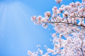 Sakura cherry blossom blooming in the wind in blue sky and sun light in Spring, Japan