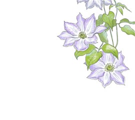 夏の青い花　クレマチス　単品1