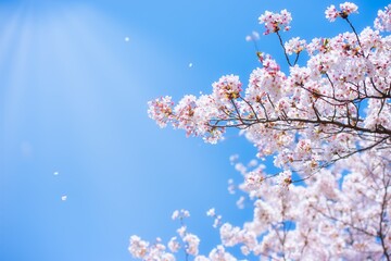 Sakura cherry blossom blooming in the wind in blue sky and sun light in Spring, Japan