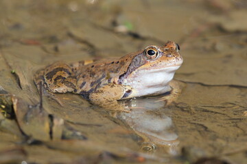 The common frog,  European common frog, European common brown frog, European grass frog, European Holarctic true frog, European pond frog or European brown frog (Rana temporaria) in a natural habitat