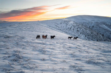 Naklejka premium Amazing winter landscape with a herd of horses and beautiful clouds over the snowy mountain slopes of Stara Planina at sunrise