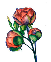 Red flower in watercolor on a white background hand-drawn in watercolor. Spring postcard. Spring flowers. Decor and decoration in watercolor.