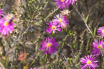 Trichodiadema flowers in the Kogelberg nature reserve, South Africa