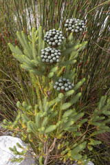 Habitat photo of brunia albiflora in Kogelberg Nature reserve, South Africa