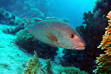 Snapper Fish close-up