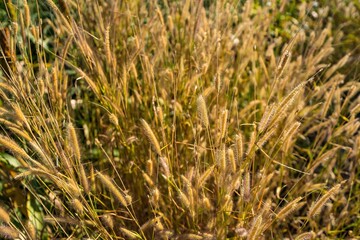 Grass flowers on the side of the road with morning sunshine