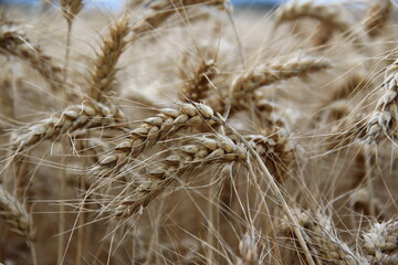 Ripe barley on the field.