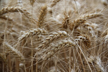 Fototapeta premium Ripe barley on the field.