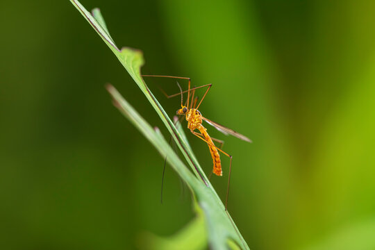 NephrotomaBilder StockFotos & Videos. Adobe Stock