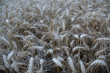 Ripe barley on the field.