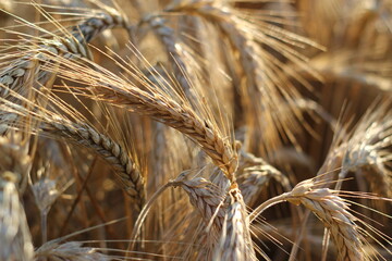 Close up of ripe barley on the field. Golden barley