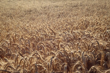Ripe barley close up on the fields.