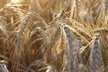 Ripe barley close up on the fields.
