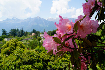 breathtaking mediterranean Merano’s Gardens of Trauttmansdorff Castle with pink rhododendron in full bloom and the Italian Alps in the background (South Tyrol, Italy) - obrazy, fototapety, plakaty