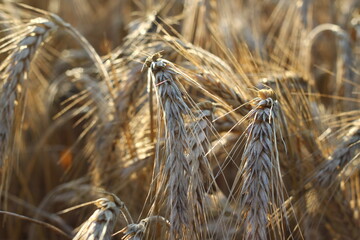 Ripe barley close up on the fields.