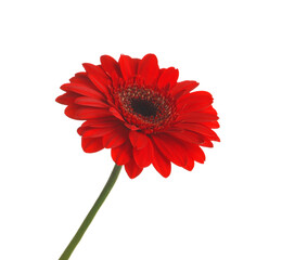 Beautiful red gerbera flower on white background