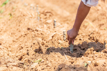 Farmers are planting cassava trees in the growing season.