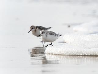 Sanderling in the breakers