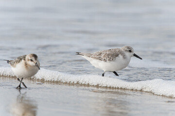 Sanderlings in the surf