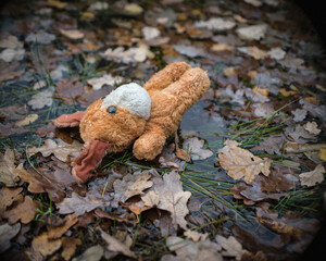 Dog, soft toy fell into cold water.
