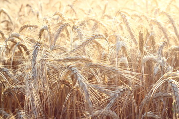 Ripe barley in the summer field.