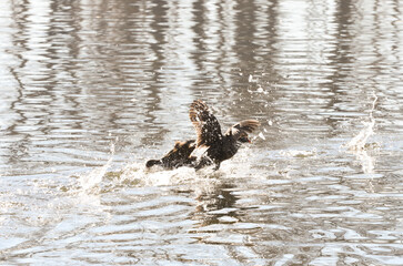 Moorhen (Gallinula) in a lake of contrasting light and sun flares
