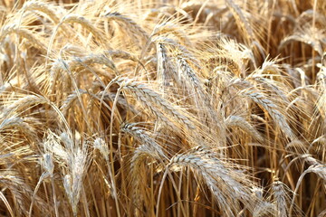 Close up of ripe barley on the field. Golden barley