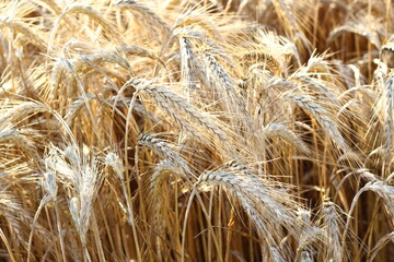 Close up of ripe barley on the field. Golden barley