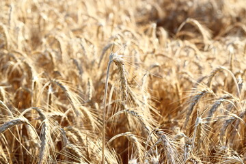 Close up of ripe barley on the field. Golden barley