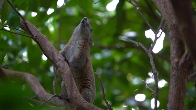 Squirrel Calling Other for Danger In The Jungle Of Asia 