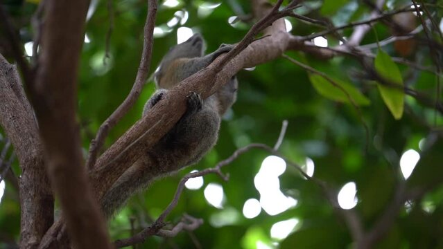 Underview of a Squirrel Climbing a Branch In The Jungle Of Asia