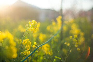 光り輝く菜の花(アップ)