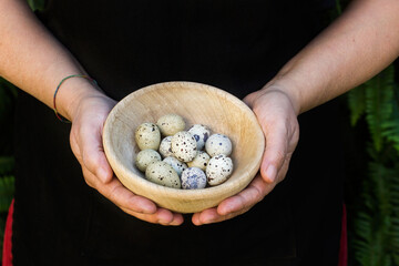 Manos de mujer sosteniendo un cuenco de madera con huevos de codorniz. Vista de frente y de cerca